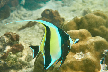 Zanclus Cornutus fish swimming from left to right, close-up