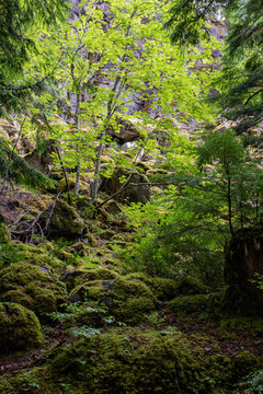 Moss rock near Brandywine falls © Ravi