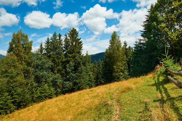Fototapeta na wymiar Beautiful summer landscape - countryside on hills with spruces, cloudy sky at bright sunny day. Village with wooden homes. Carpathian mountains. Ukraine. Europe. Travel background.