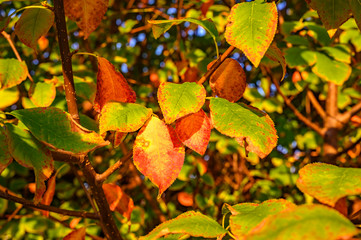 Colorful autumn leaves in the evening sunlight.