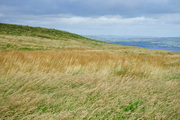 Fields of gold at the top of Binevenagh Mountain, Londonderry, Causeway Coastal Route, Northern Ireland