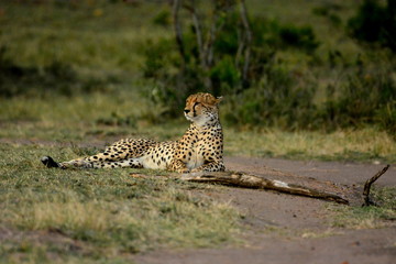 Relaxing Cheetah in Masai Mara