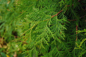 fir, fir tree