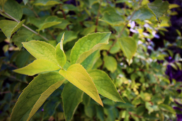 Feuillage vert