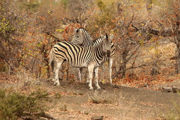 Fototapeta na wymiar A zebra in the bush!