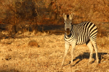 A zebra in the bush!