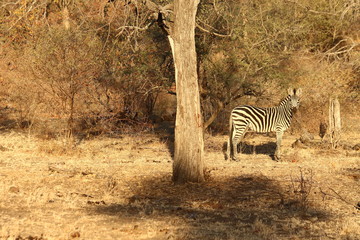 A zebra in the bush!