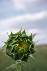 Fototapeta premium Sunflower bud with blurry sky background.