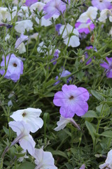 fiori