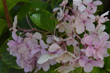 mauve  hydrangea