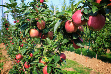 Apples grown in agriculture