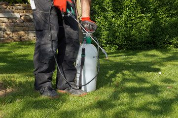spraying pesticide with portable sprayer to eradicate garden weeds in the lawn. weedicide spray on...