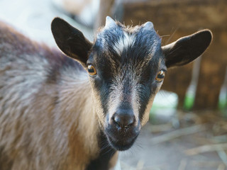 Macro portrait of surprised goat. Concepts of beauty domestic animals. Expressive, original look of goat. Natural lights. Simbol of the year in the Chinese calendar cyclical.