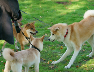 Tree husky dogs (West Siberian Laika) meeting  in the city park in sunny summer day. Concepts of walking with pets. Dogs look at each other warily. Natural lights