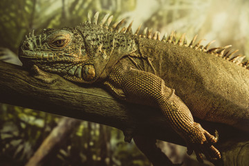  lizard2