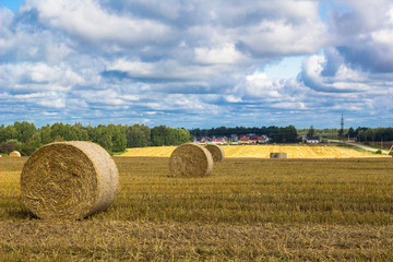 Wheatfield and haystacks of wheat of yellow color during harvest.