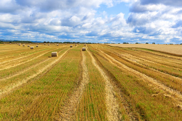 Fototapeta na wymiar Wheatfield and haystacks of wheat of yellow color during harvest.