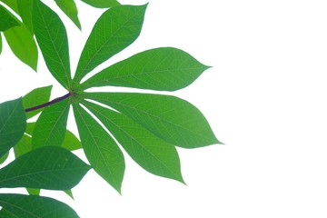 Tropical tree leaves on white isolated background for green foliage backdrop 