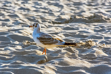 Young black-headed gull (Chroicocephalus ridibundus) in winter plumage on Polish beach