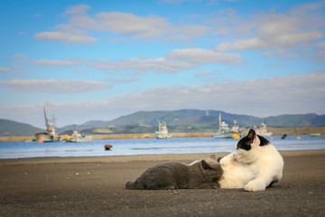 猫島の野良猫たちの生活