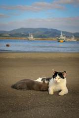 猫島の野良猫たちの生活