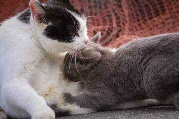 猫島の野良猫たちの生活