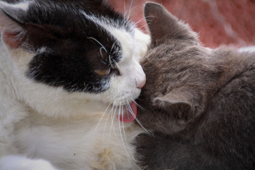 猫島の野良猫たちの生活
