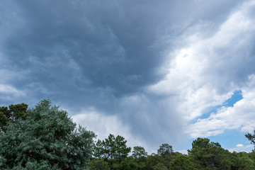 Landscape of tree tops and storm clouds in Santa Fe, New Mexico
