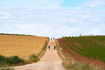 Fototapeta na wymiar Pilgrims walking the Camino de Santiago in Spain, immersed in a peaceful natural background on a beautiful summer day 