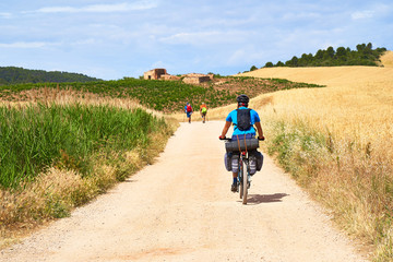 Obraz premium A solitary cyclist along a path of the Camino de Santiago in Spain immersed in the peaceful nature of wheat fields in a beautiful summer day with people walking on the background