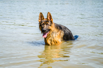Portrait of a German Shepherd