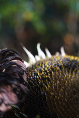 Extreme close-up of a sunflower head with ripe seeds and empty cells, selective focus