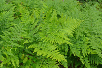 Fern leaves in Lush Vegetation of Rainforest
