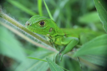 Iguana Verde