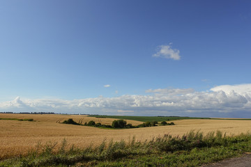 Golden rye field ready for harvest. Ukraine