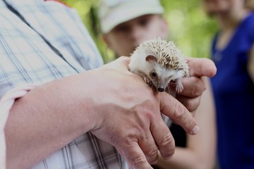 hands of man with hedgehog
