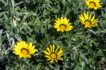 Yellow gazania flowers and green leaves in soft focus, in a garden in a sunny summer day