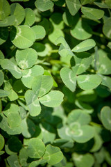 Obraz na płótnie Canvas Close up clearing with clover leaves, concept or background for St. Patricks Day, selective focus