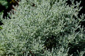 Green bush of Santolina chamaecyparissus plant, commonly known as cotton lavender or lavender-cotton, in a sunny summer garden