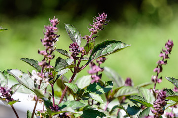 Red basil leaves and flowers in a sunny summer garden