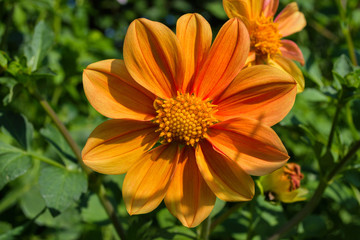 Flowers Dahlia 