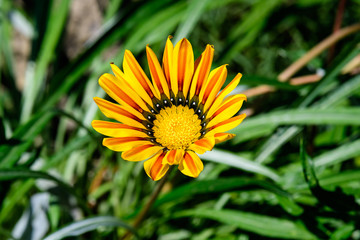 Yellow gazania flower and green leaves in soft focus, in a garden in a sunny summer day