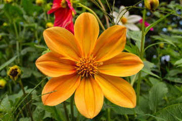 Fototapeta premium Flowers Dahlia 