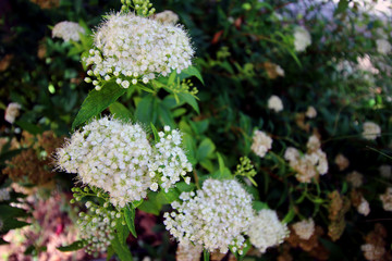 Fleurs blanches - spirées