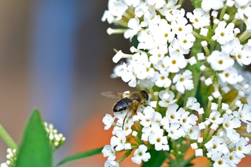 Bee-like hover fly   (  Eristalis  )  on white summer lilac