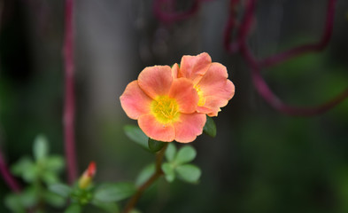 Beautiful Light Pink Colored Flowers