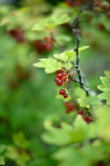 Green red currant bush