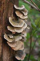 Trametes versicolor polypore mushroom (Turkey tail fungus, Coriolus versicolor or Polyporus versicolor)