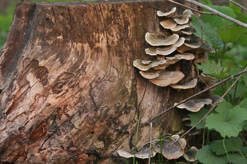 Trametes versicolor polypore mushroom (Turkey tail fungus, Coriolus versicolor or Polyporus versicolor)
