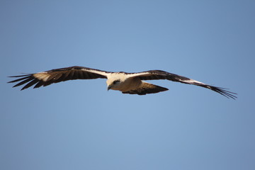 Gaviao Amazonia